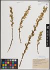 Foto von Salix fragilis L.